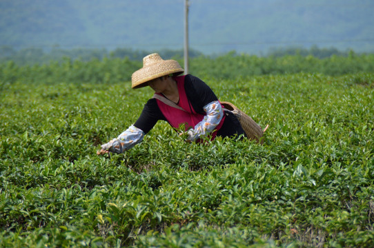 海南白沙绿茶 采茶的茶农