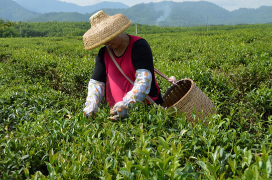 海南白沙绿茶 采茶的茶农