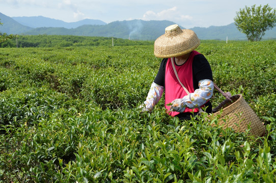 海南白沙绿茶 采茶的茶农