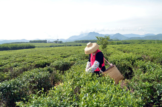 海南白沙绿茶 采茶的茶农