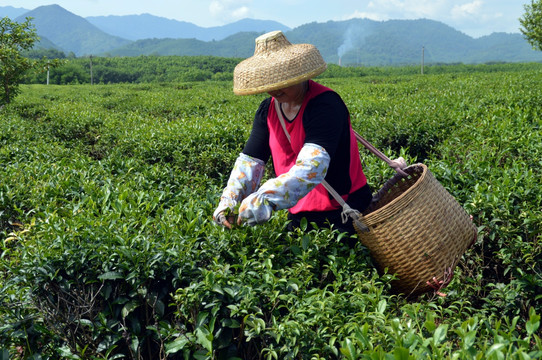 海南白沙绿茶 采茶的茶农