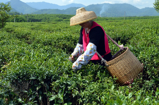 海南白沙绿茶 采茶的茶农