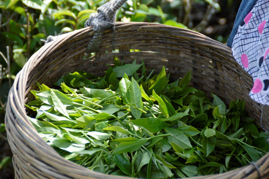 海南白沙绿茶 采茶的茶农