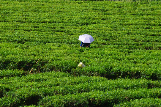 采茶 茶农