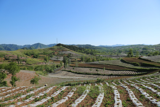 田野