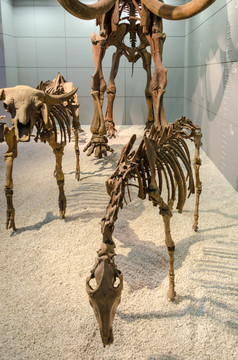 远古动物骨胳 骨胳标本