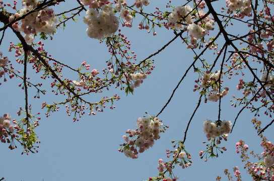 樱花 花朵