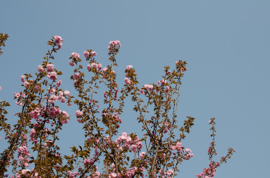 樱花