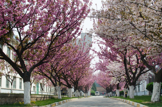 樱花大道 景观园林