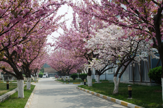 樱花大道 樱花树