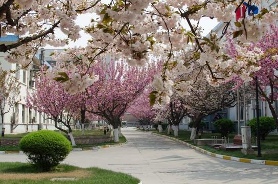 日本樱花 樱花树