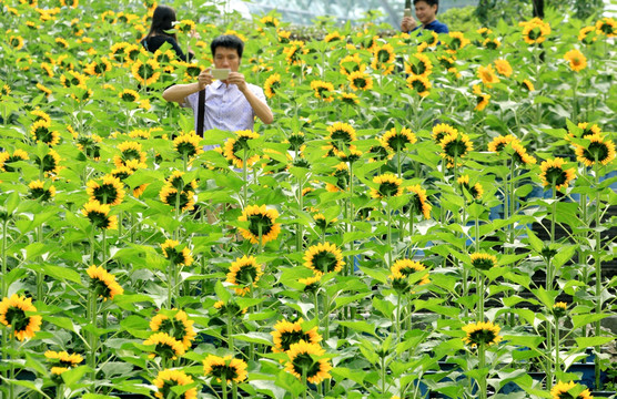 花海摄影