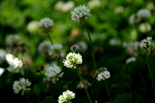 蜂花恋