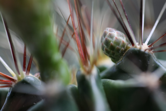 仙人掌花蕾