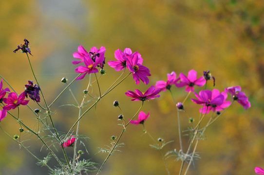 格桑花