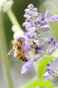 蜜蜂 薰衣草