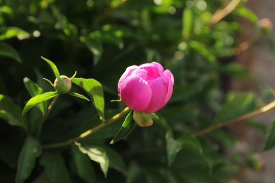 芍药花