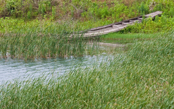 湿地 蒲草 木船