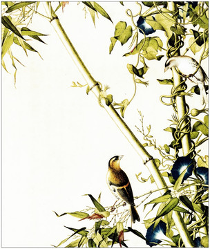 國畫花鳥畫