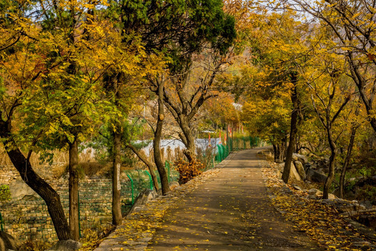 山林道路秋季色彩