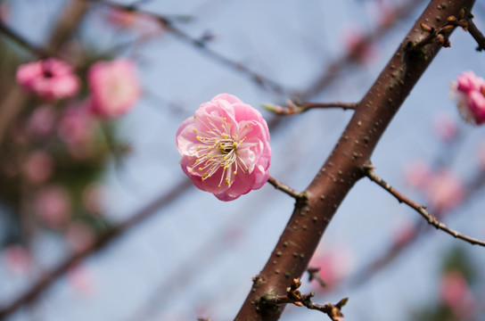 梅花