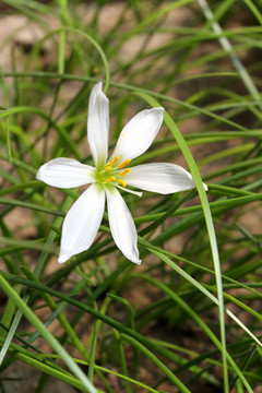 野花 野草 原野 田野 植物