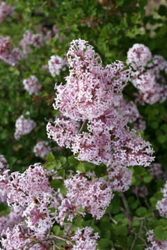 丁香花 春天 丁香 绿叶 花枝