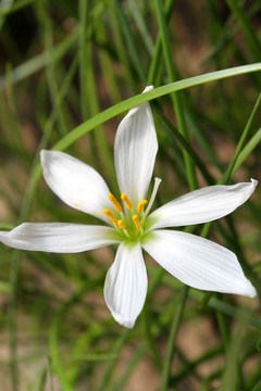 野花 野草 原野 田野 植物