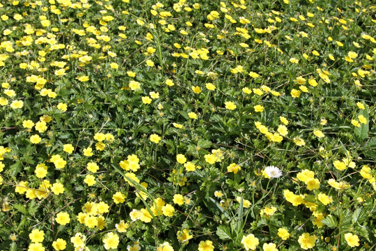 野花 野草 原野 田野 植物