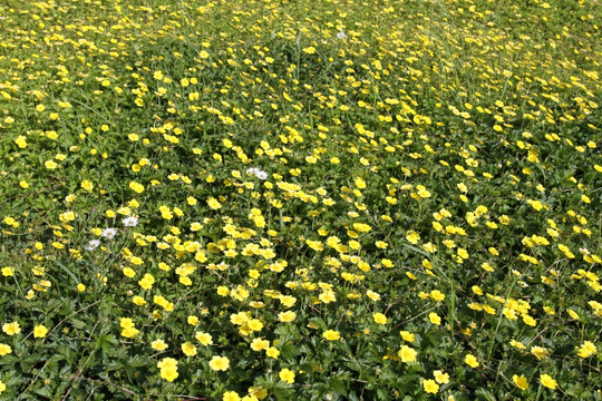 野花 野草 原野 田野 植物