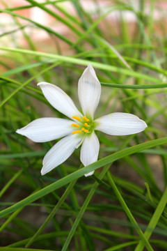 野花 野草 原野 田野 植物