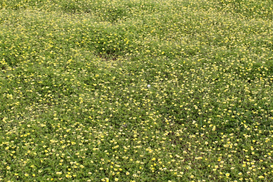 野花 野草 原野 田野 植物