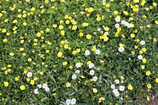 野花 野草 原野 田野 植物