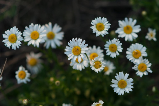 雏菊