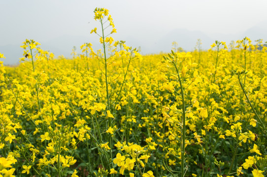 油菜花