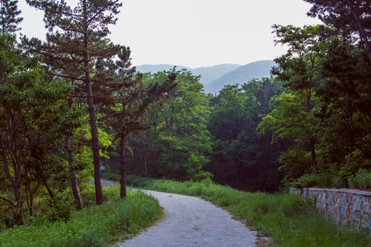 林间小路