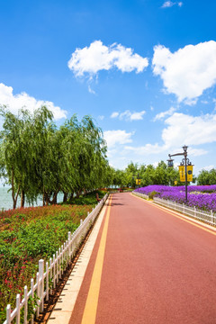 马鞭草花海步道