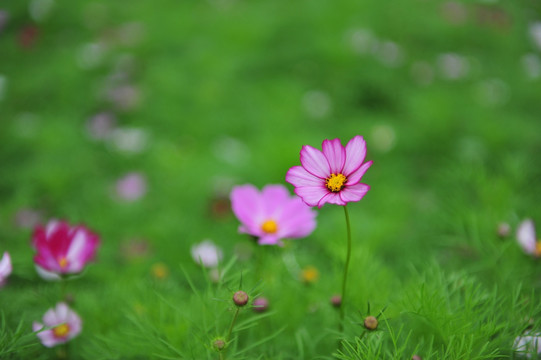 格桑花