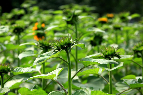 园林绿化植物