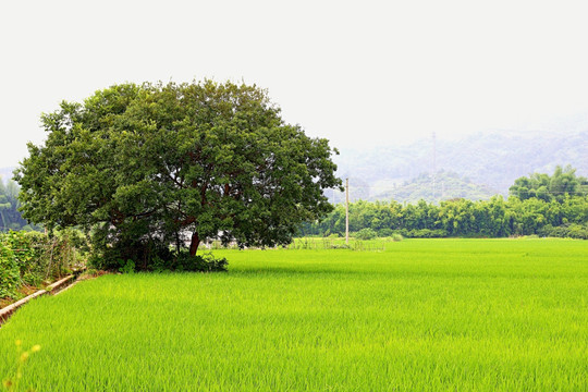 背景 树