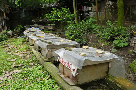 蜜蜂箱 养蜂