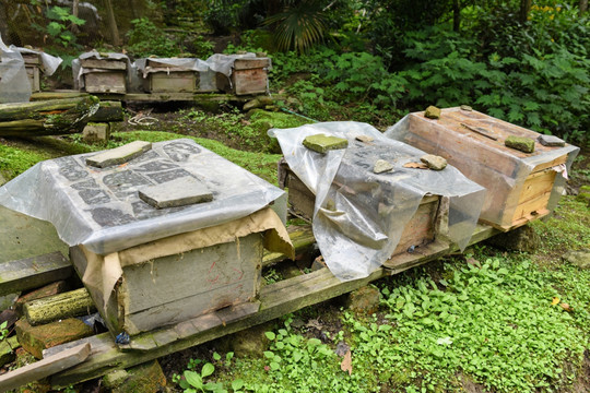 蜜蜂箱 养蜂
