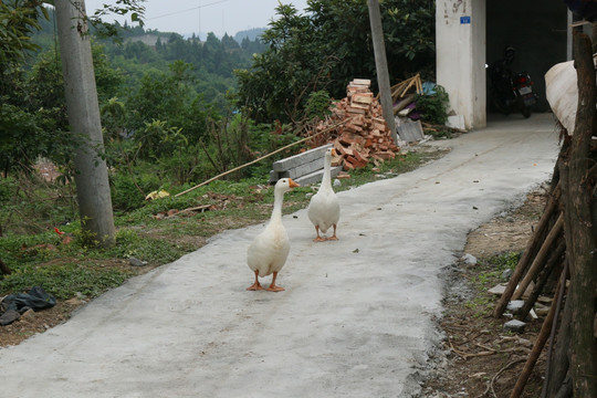 两只鹅