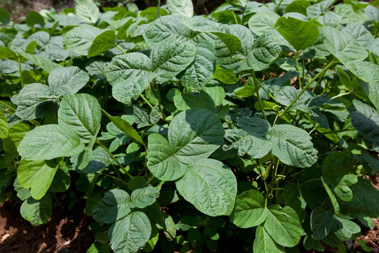 大豆苗 黄豆苗 黄豆植株