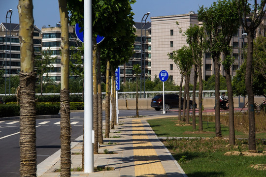 道路绿化