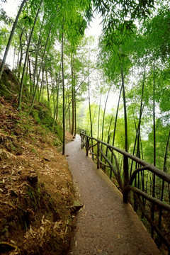 遂昌南尖岩竹海步道