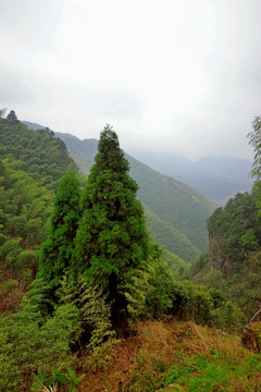 遂昌南尖岩森林古树