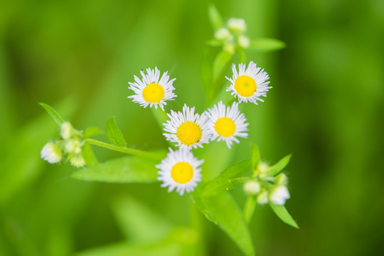 野菊花