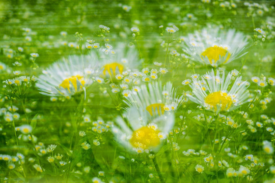 野菊花