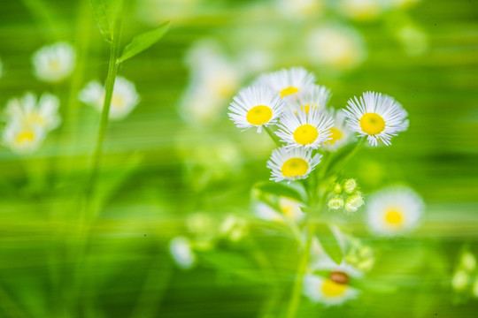 野菊花